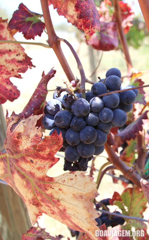 Um belo cacho de uvas no vinhedo Cuna de Tierra