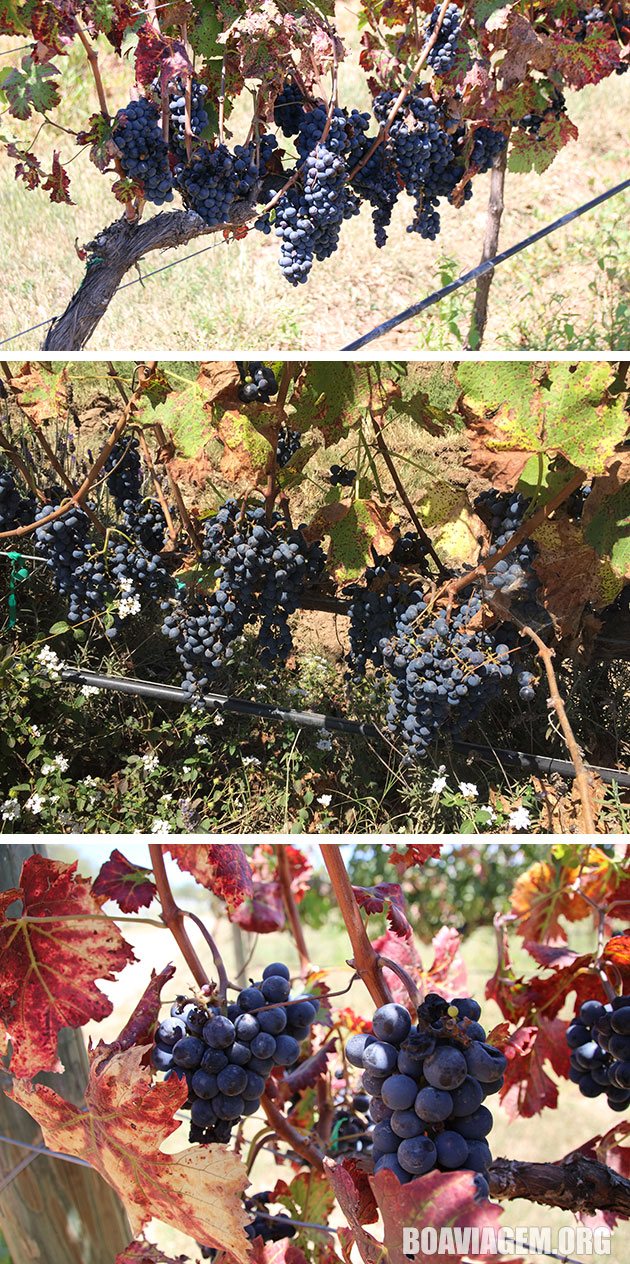 Plantação de Uvas em Guanajuato - México