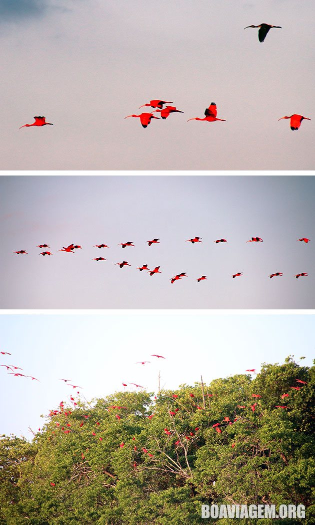 Revoada dos guarás no Delta do Parnaíba