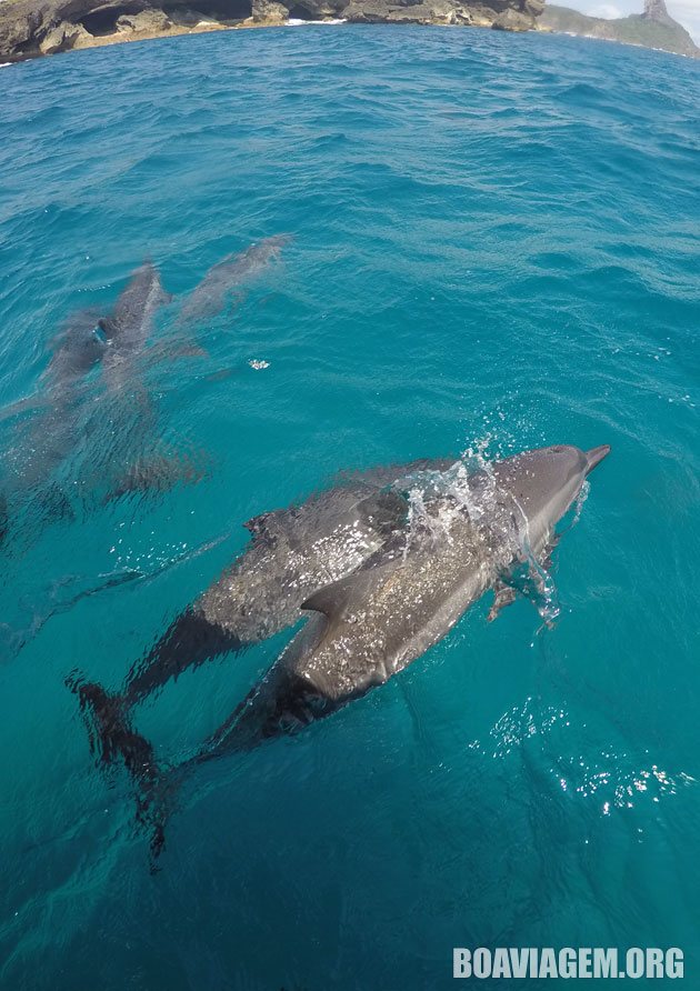 Fim do mergulho com direito ao espetáculo dos golfinhos