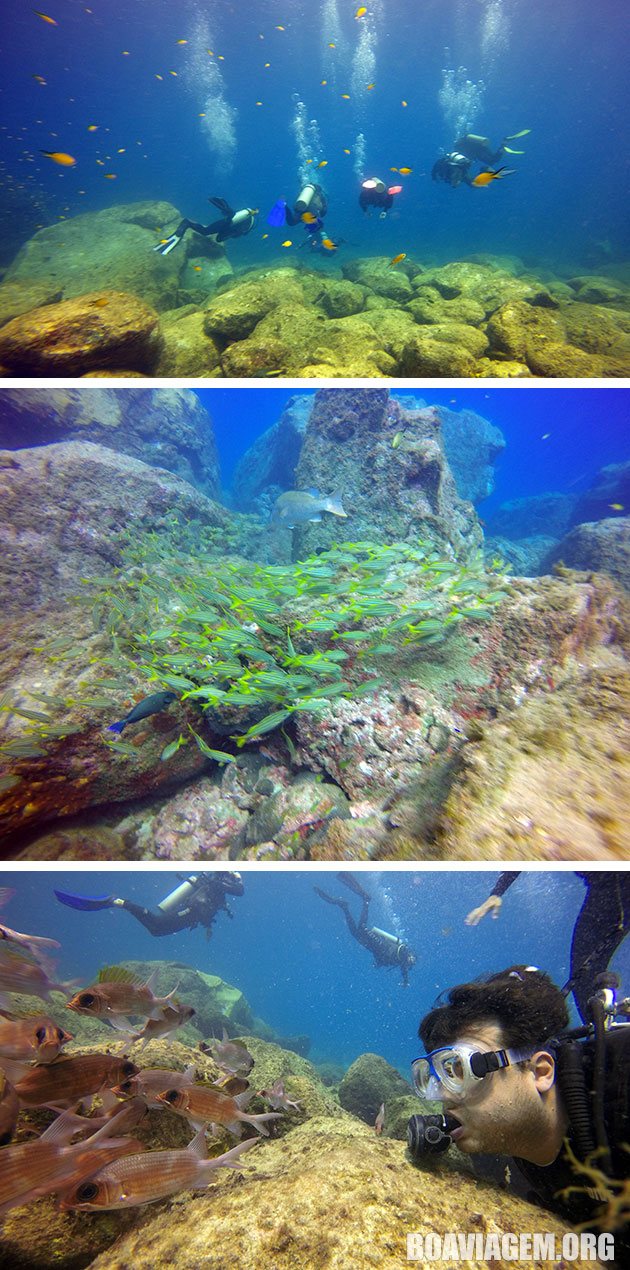 Cardumes em Fernando de Noronha