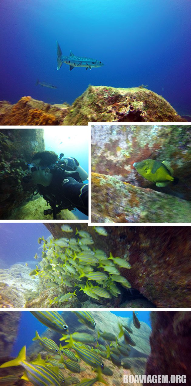 Momentos inesquecíveis mergulhando em Noronha