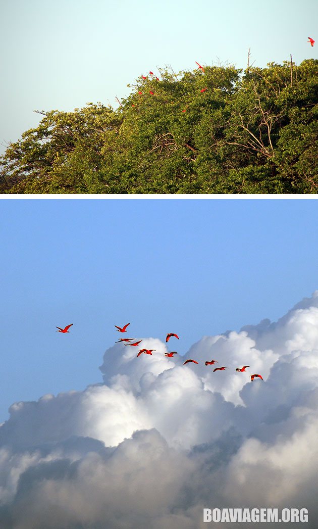 Espetáculo: revoada dos guarás no Delta do Parnaíba