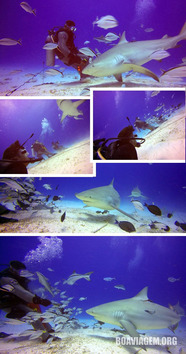 Mergulho em Playa del Carmen