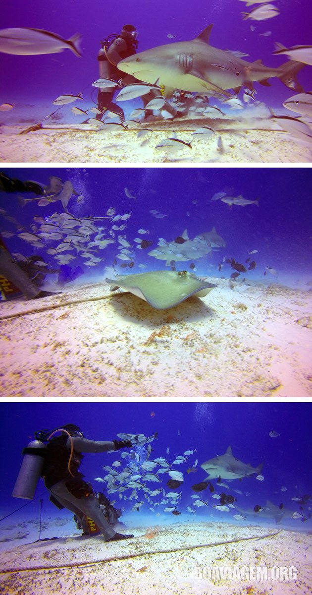 Mergulhando com o pessoal da Phantom Divers - Playa del Carmen