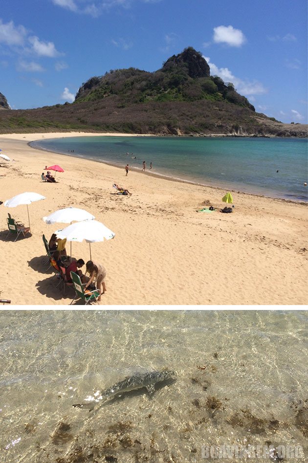Filhote de tubarão visto na Praia do Sueste em Noronha