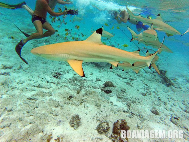 Snorkel em Bora Bora