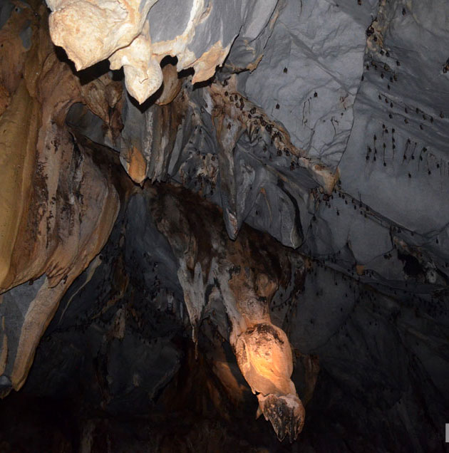 Morcegos dentro da caverna que visitamos em Palawan