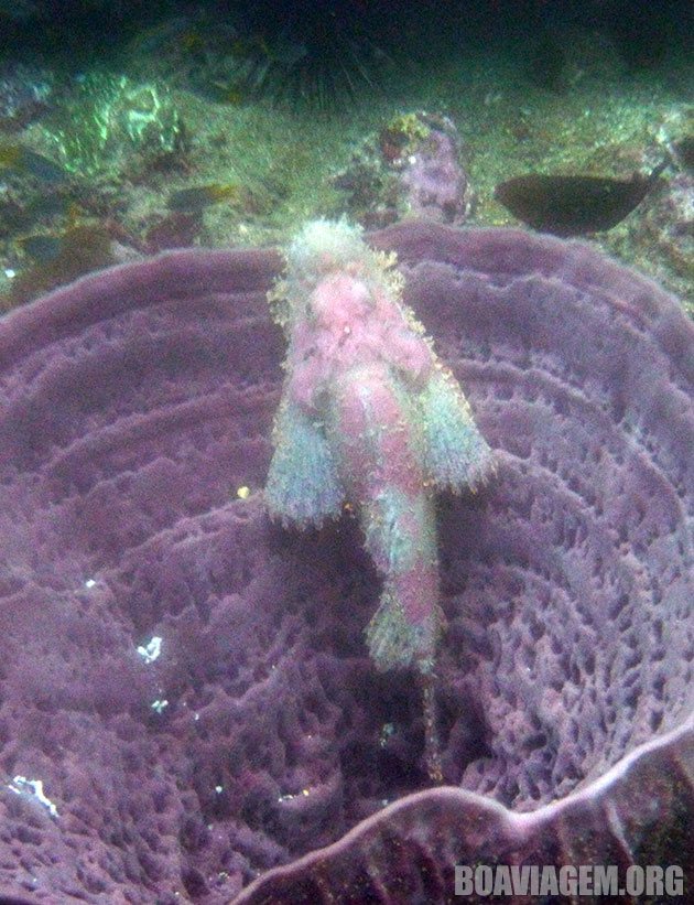 Animais exóticos em Koh Phi Phi - Tailândia