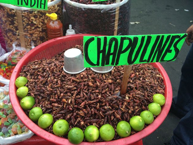 Os famosos chapulines