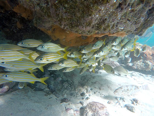 Piscina natural em Fernando de Noronha