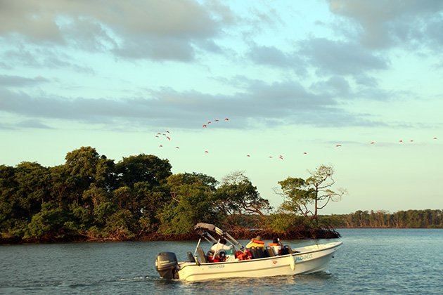 Revoada dos guarás no Delta do Parnaíba