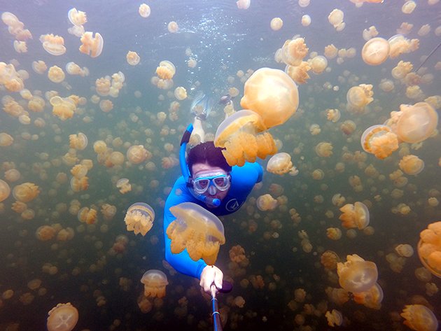 Águas vivas no Palau