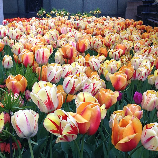 Tulipas em Nova York