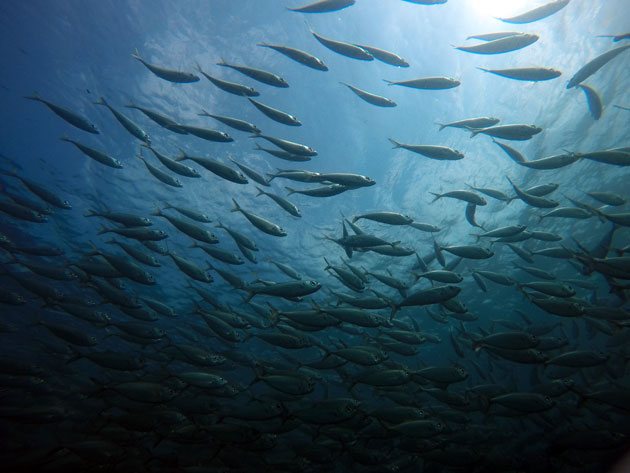 Mergulhando por baixo do cardume de sardinhas que estava no porto