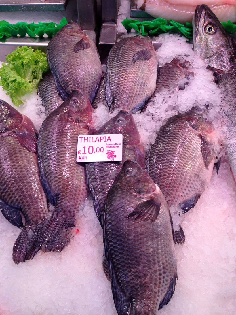 Tilápias gigantescas a 10 euros o kilo