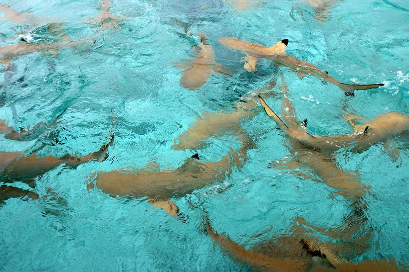 Tubarões galha preta em Bora Bora