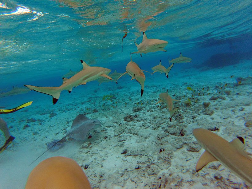 Incontáveis tubarões em um simples mergulho com snorkel em Bora Bora