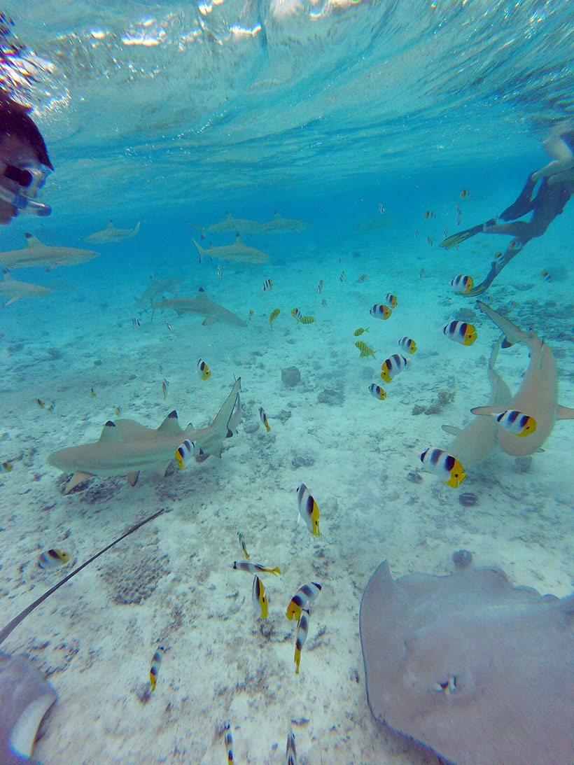 Atividade marinha intensa em Bora Bora