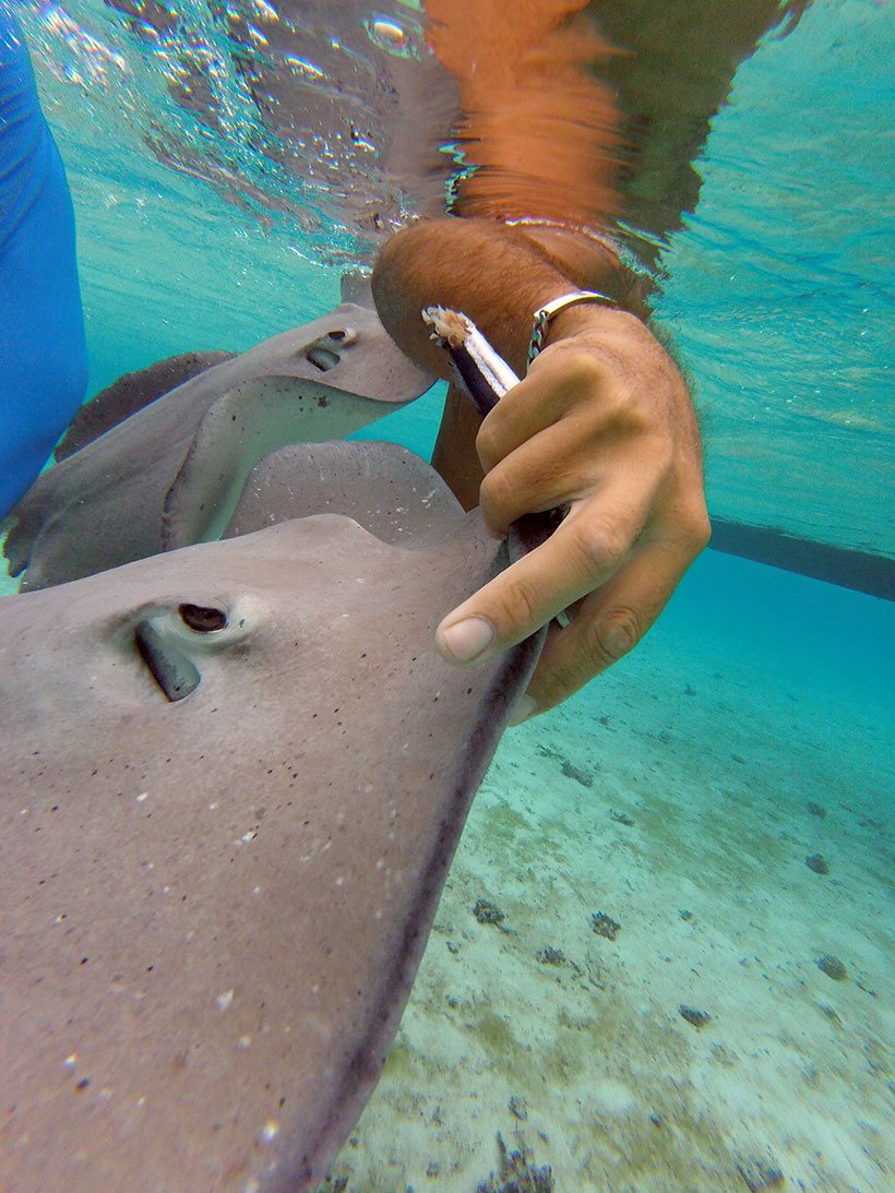 Fotos espetaculares das arraias de Bora Bora