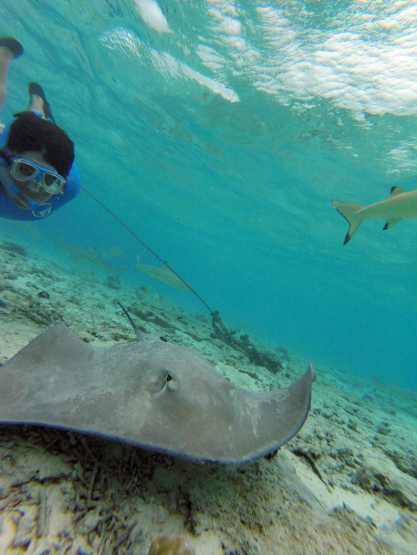 Arraias, as estrelas do snorkel em Bora Bora
