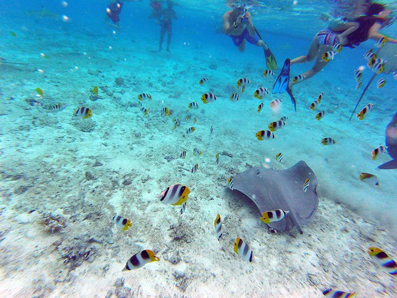 Cardumes envoltos nos turistas que mergulhavam nesta oportunidade