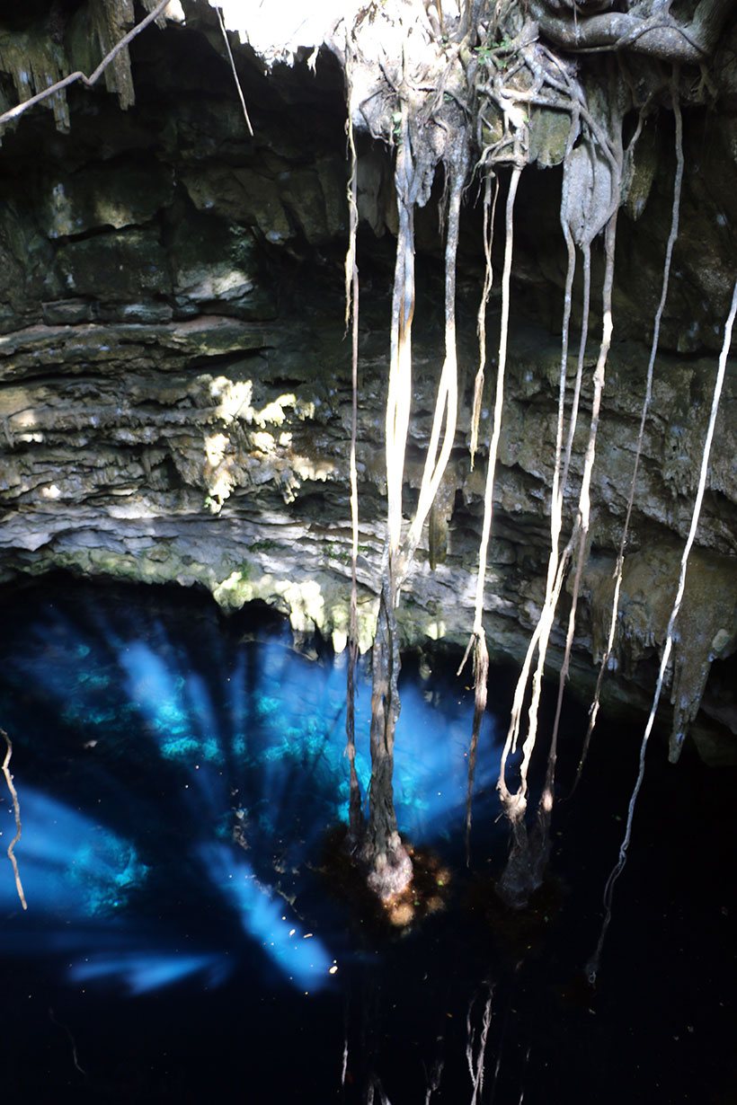 Raízes de um árvore na superfície tenta encontrar as águas cristalinas do cenote