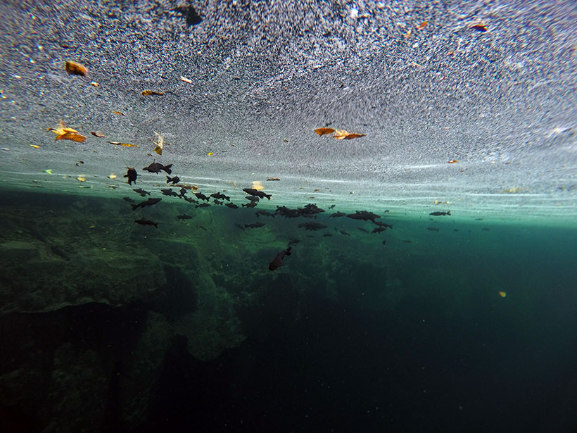 Cardumes de carpinhas negras residentes no cenote arco-íris