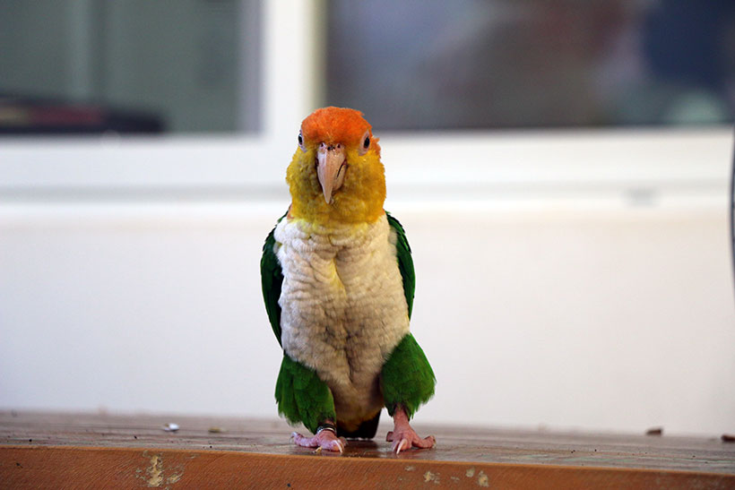 Novo passeio do Parque das Aves, o Backstage