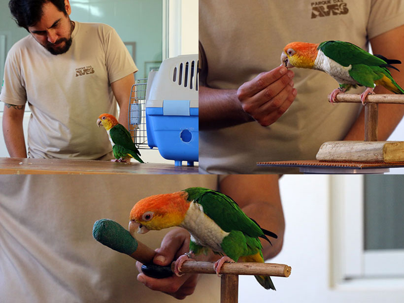 Aprendizado longo e contínuo antes da inserção do animal novamente na natureza
