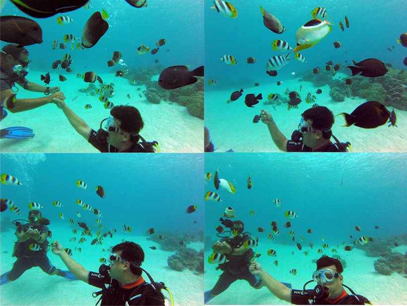 Encantando cardumes em Bora Bora