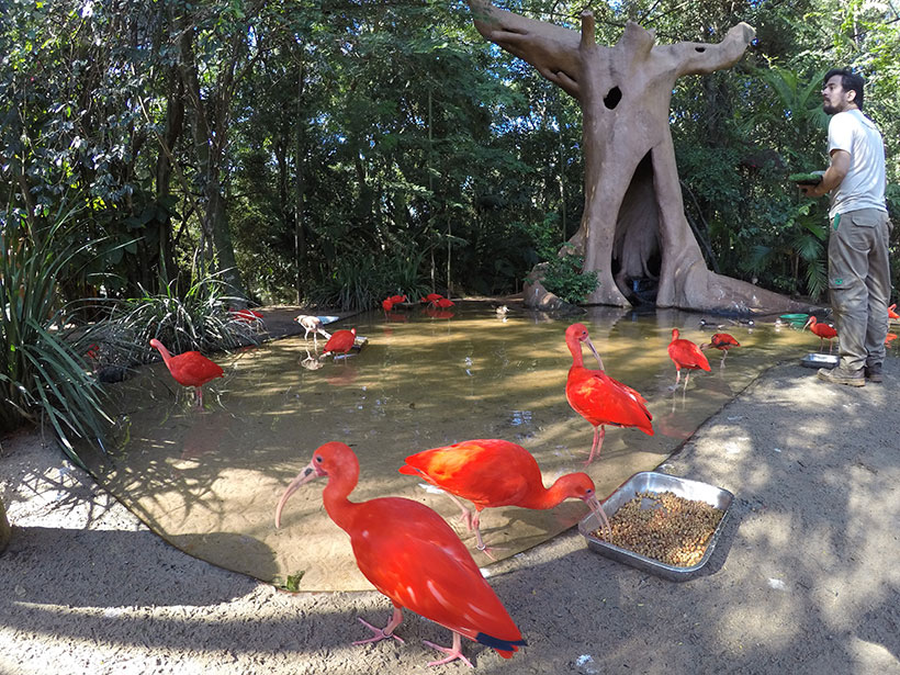 Lindos guarás vermelhos sendo admirados de pertinho no Parque das Aves