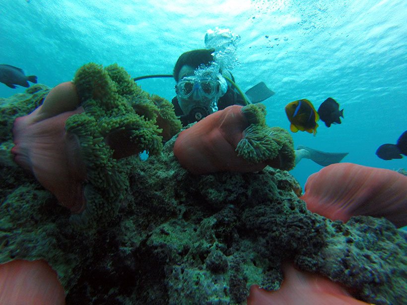 Lindas anêmonas em Bora Bora