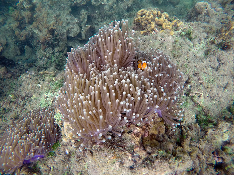 Peixe palhaço observado se abrigando em uma anêmona