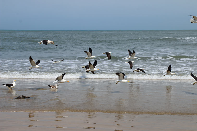 Gaivotas na Praia do Cardoso
