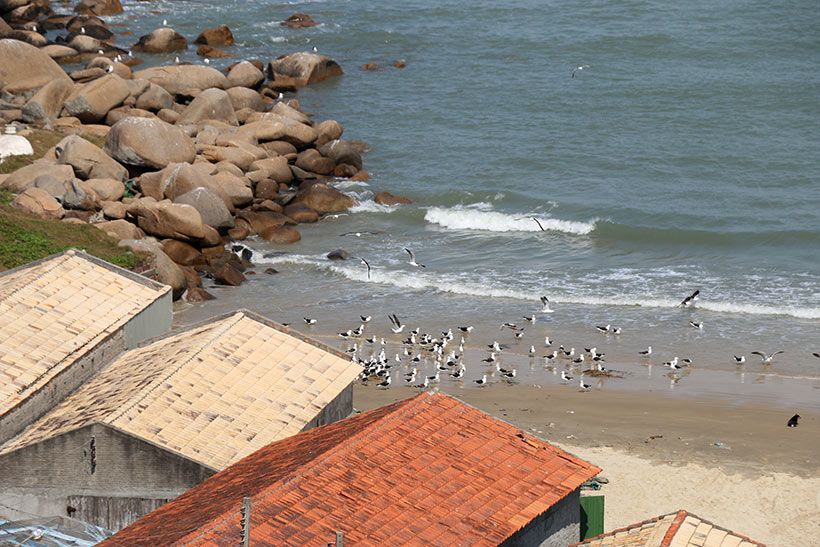 Gaivotas se alimentam na Praia do Cardoso em Laguna/SC