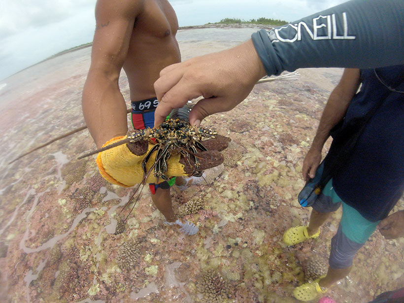 Coleta de lagostas para refeição em uma ilha da Polinésia