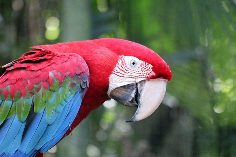 Arara vermelha no Parque das Aves