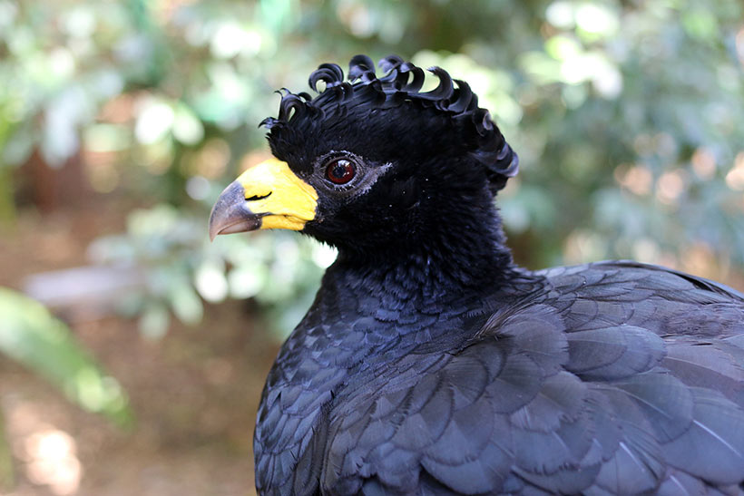 Dicas para você visitar o Parque das Aves