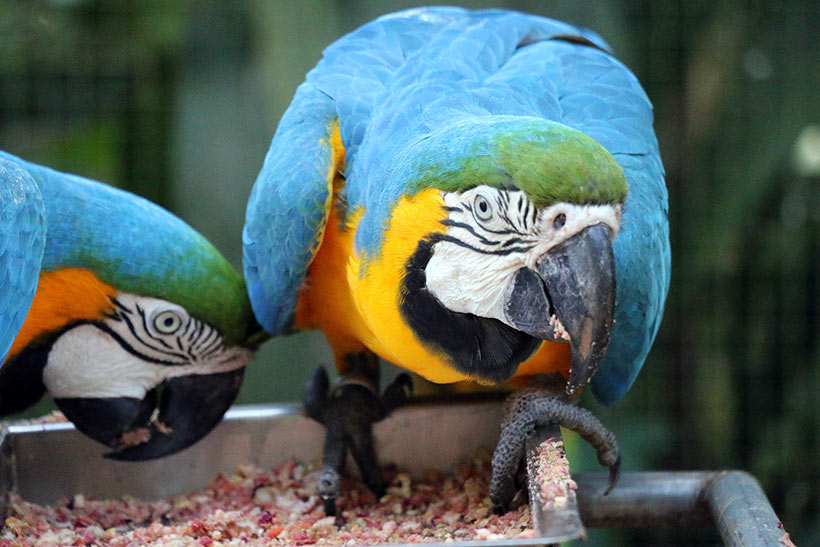 Visite o Parque das Aves se viajar a Foz do Iguaçu, é uma experiência memorável!