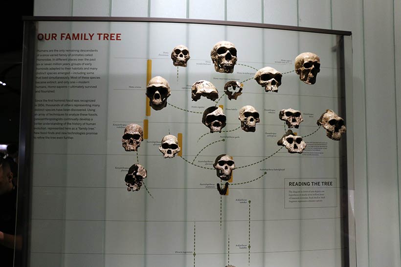Crânios de várias fases da evolução humana