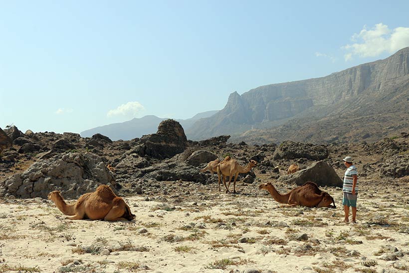 Em meio a um deserto cheio de dromedários no Omã