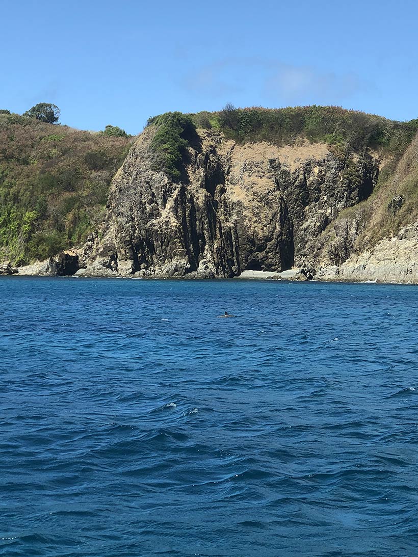 Golfinhos acompanhando o barco depois do dive