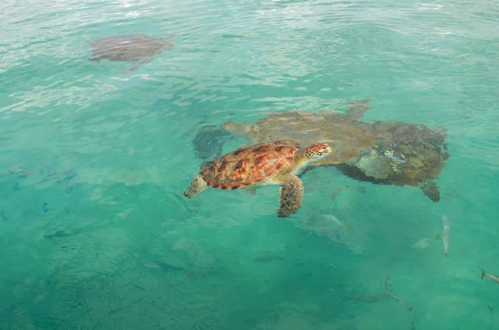 snorkel em Barbados