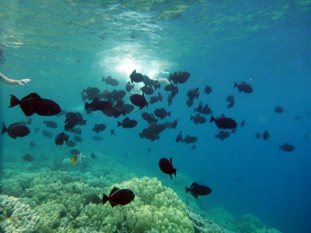 snorkel na Big Island