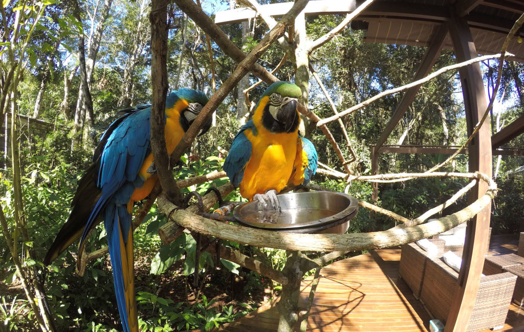 Backstage Experience no Parque das Aves