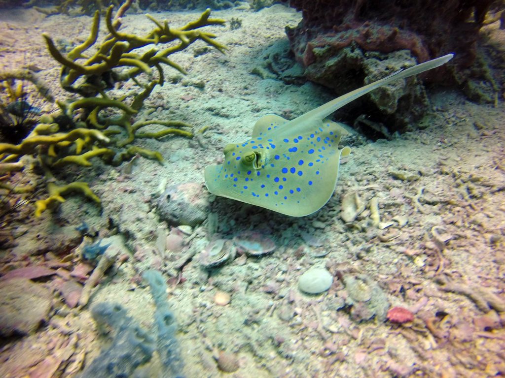 Mergulho em Zanzibar