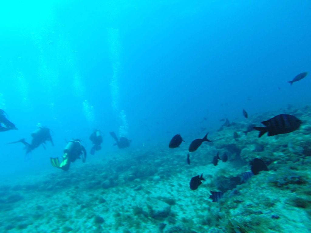 Mergulhos em Noronha