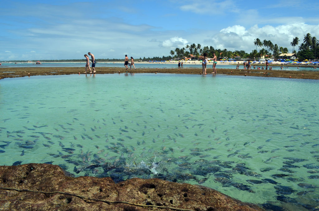 O que fazer em Porto de Galinhas