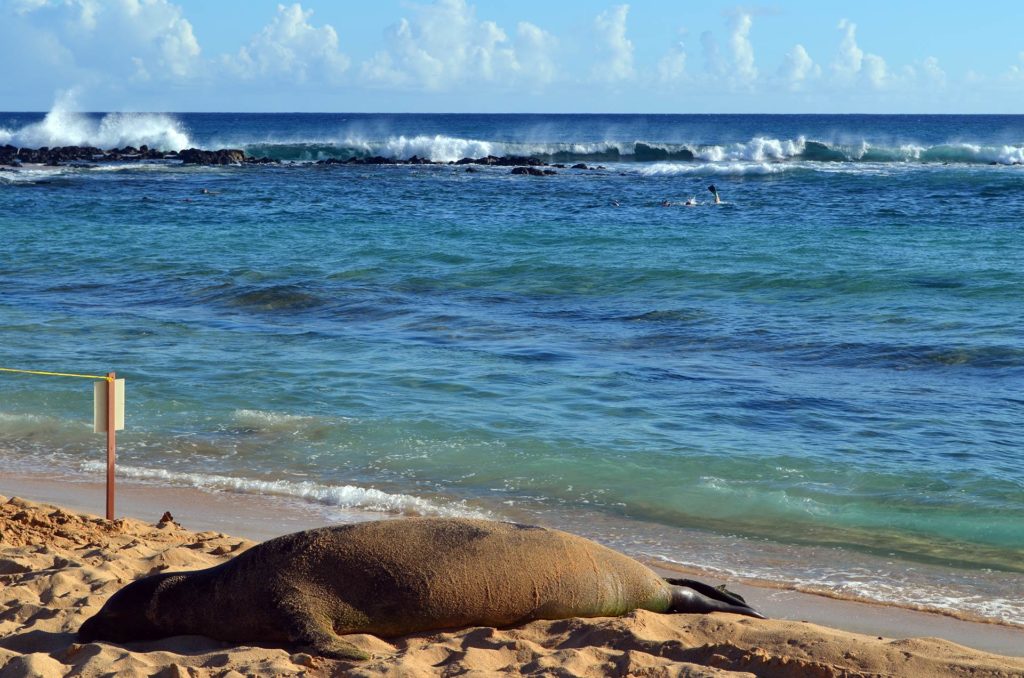 Poipu Beach